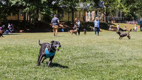 Dog Park at Dorothea Dix Park photo 2